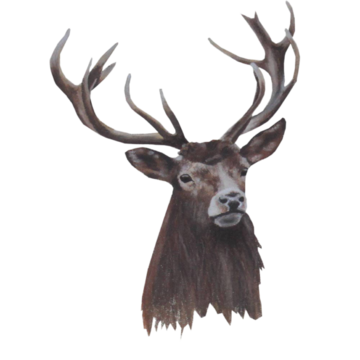 hirsch hirsch